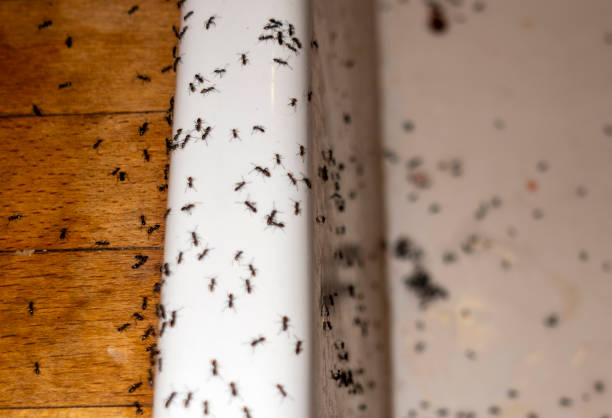 Best Pest Prevention Services  in Roosevelt, NJ